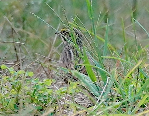 strnadec luční - ML623993873
