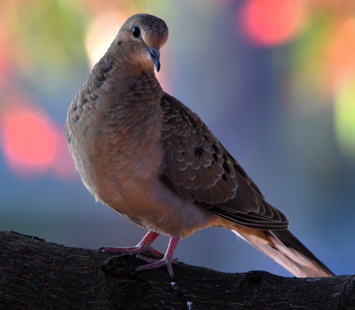 Mourning Dove - ML623993875