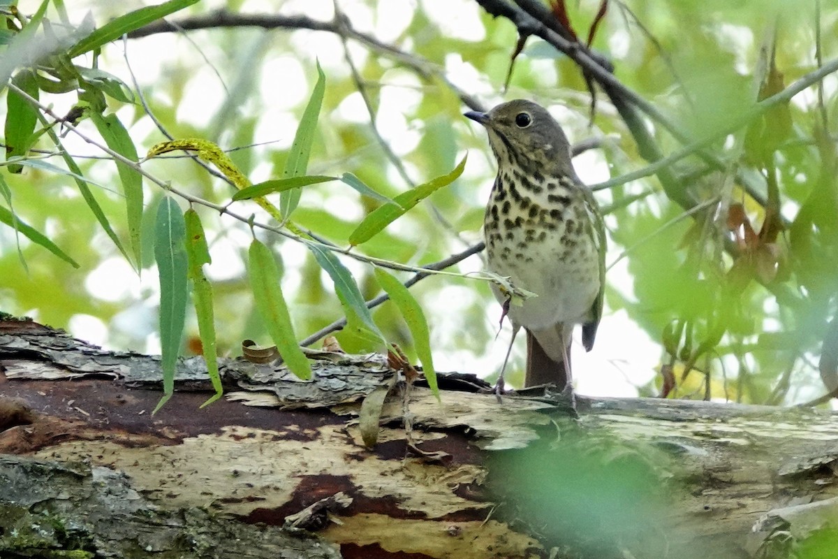 Hermit Thrush - ML623993879