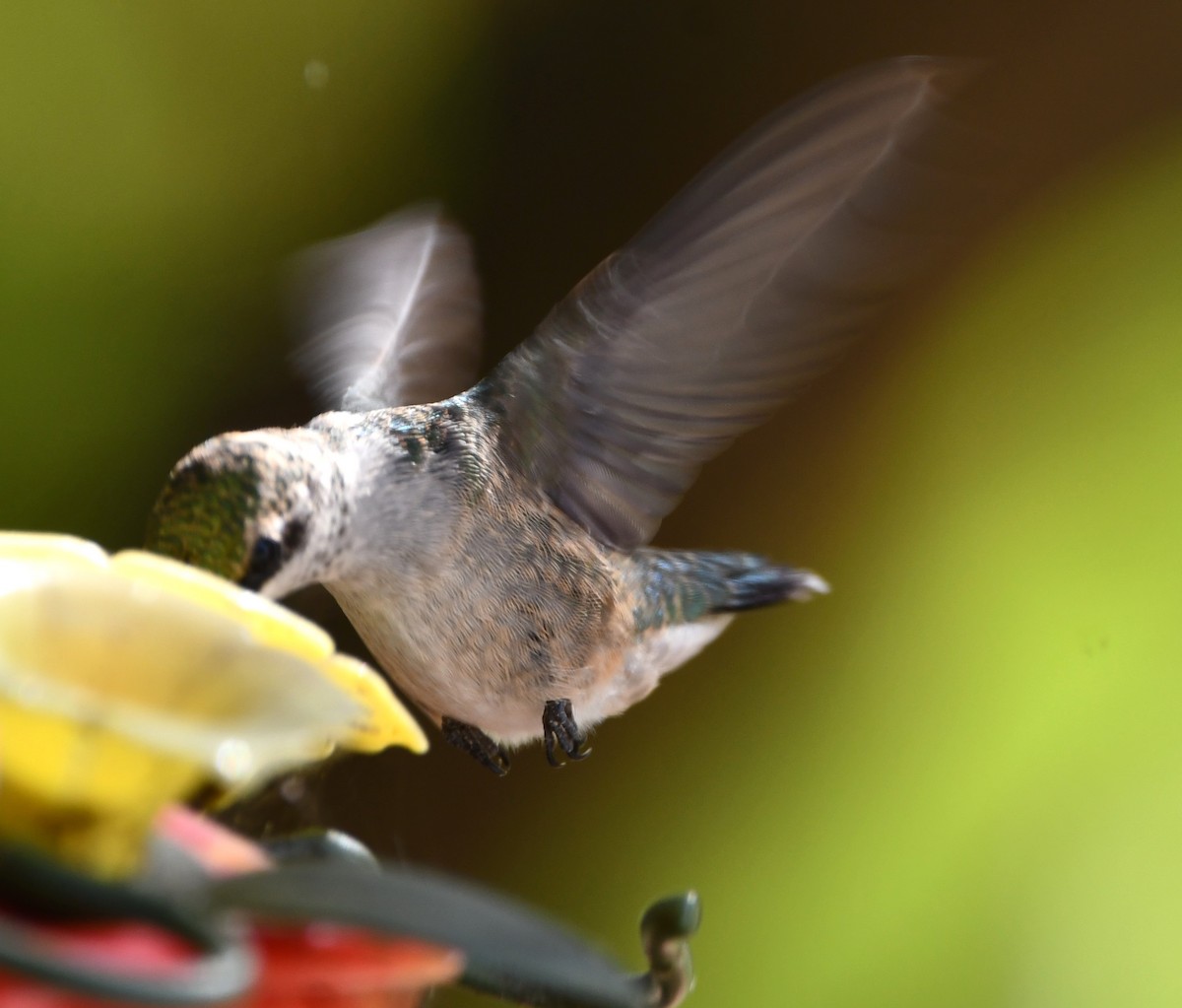 Ruby-throated Hummingbird - ML623993898