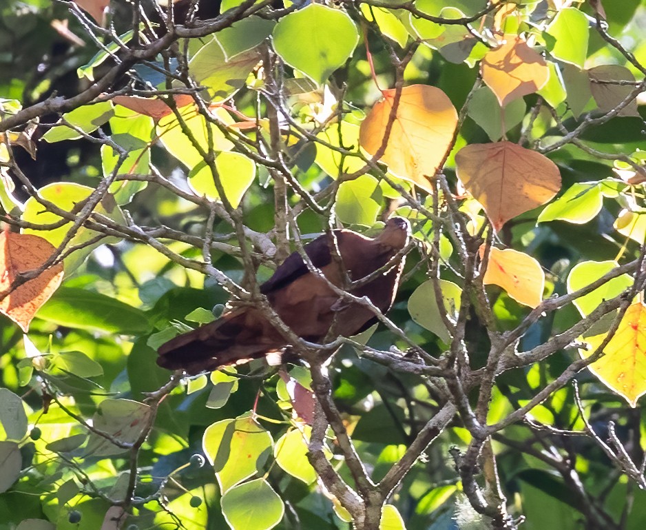 Ruddy Cuckoo-Dove - ML623993899