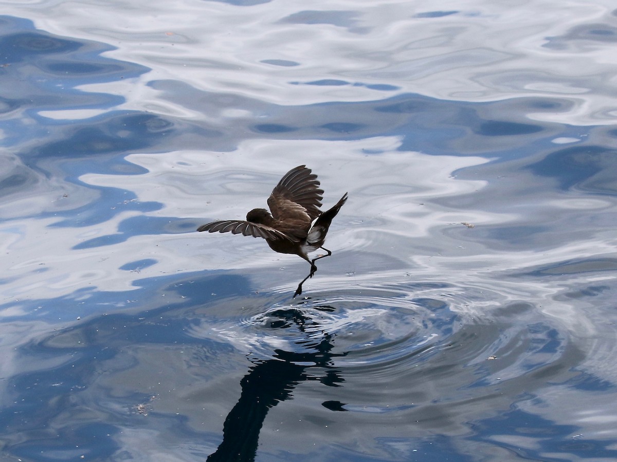 Elliot's Storm-Petrel - ML623993904