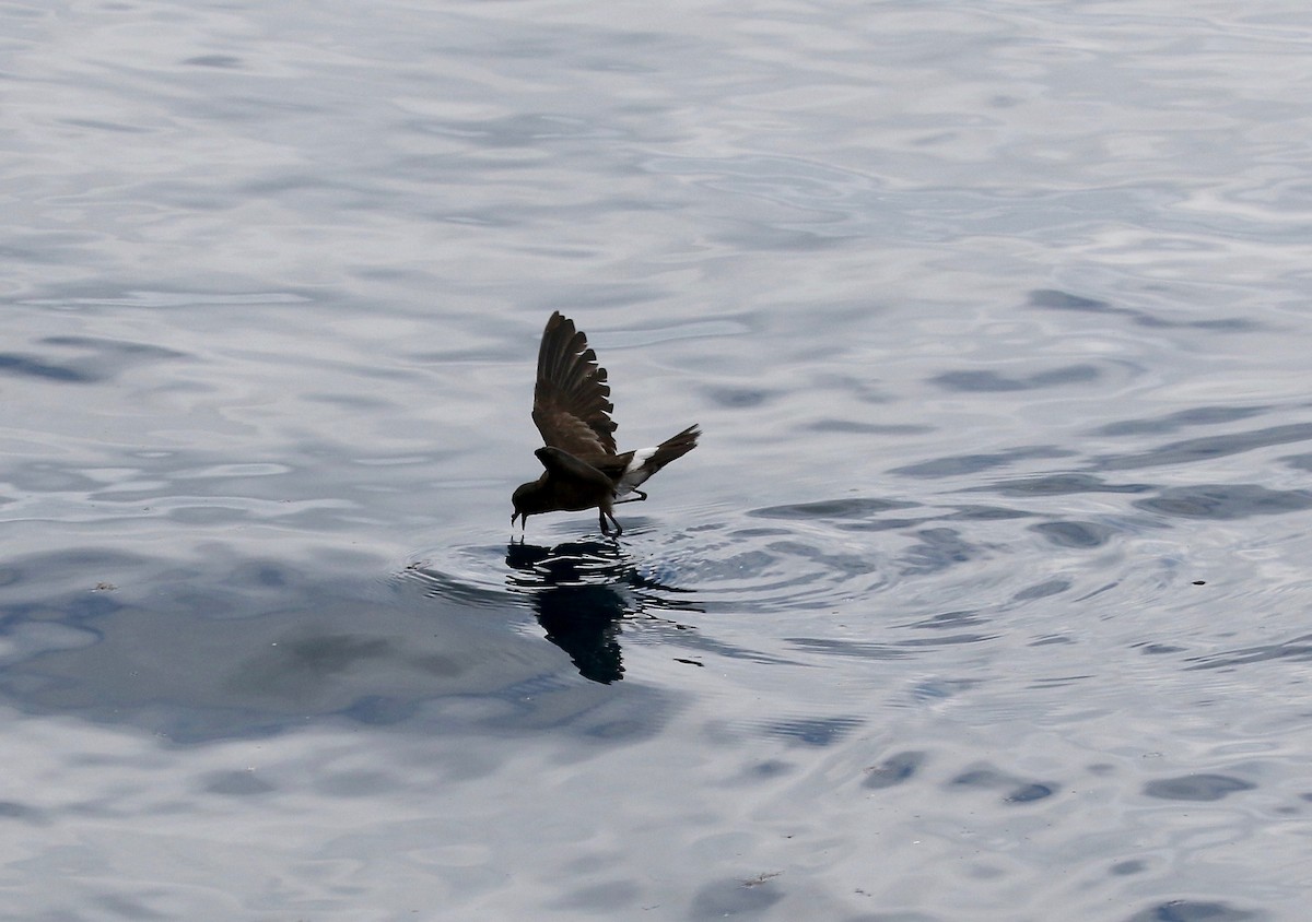 Elliot's Storm-Petrel - Sandy Vorpahl