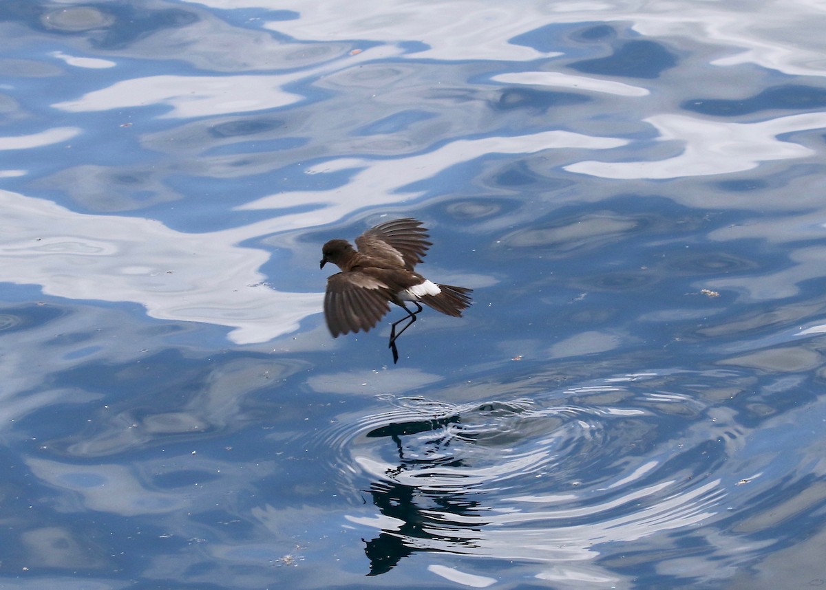 Elliot's Storm-Petrel - ML623993908