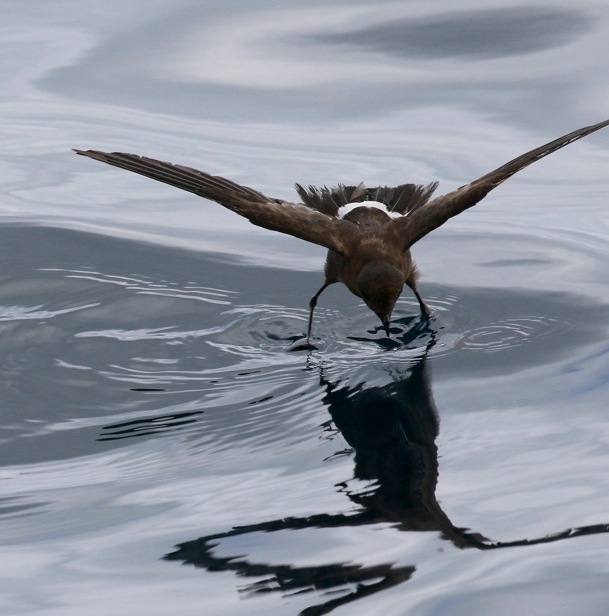 Elliot's Storm-Petrel - ML623993915