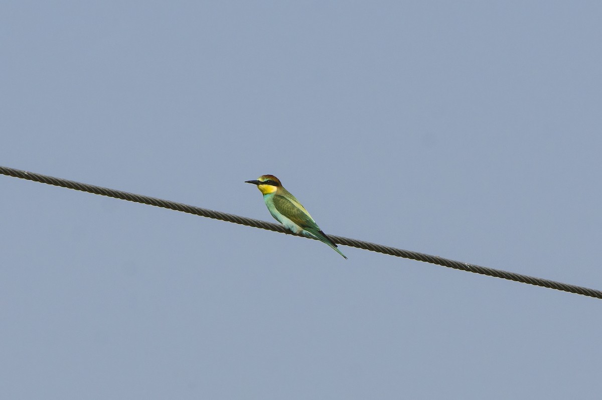 European Bee-eater - ML623993936