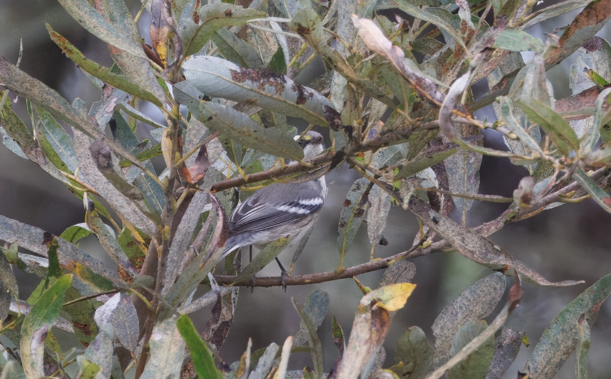 Black-throated Gray Warbler - ML623993945