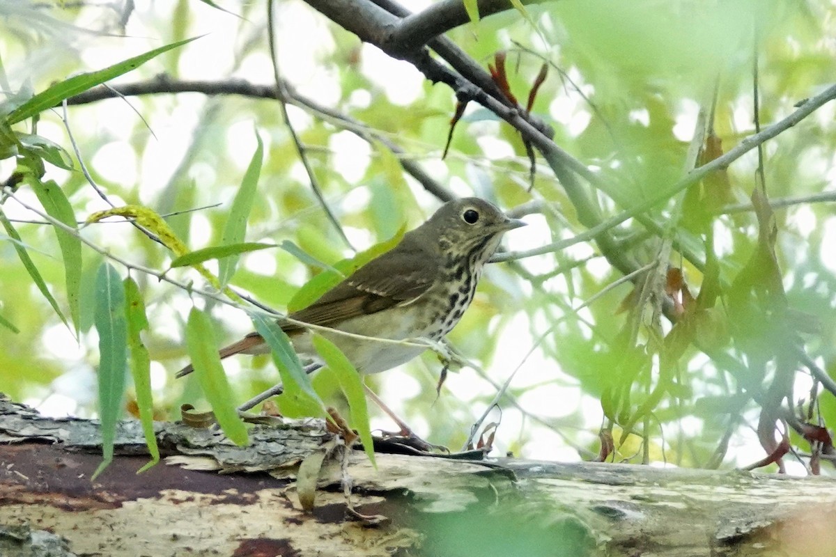 Hermit Thrush - ML623993965