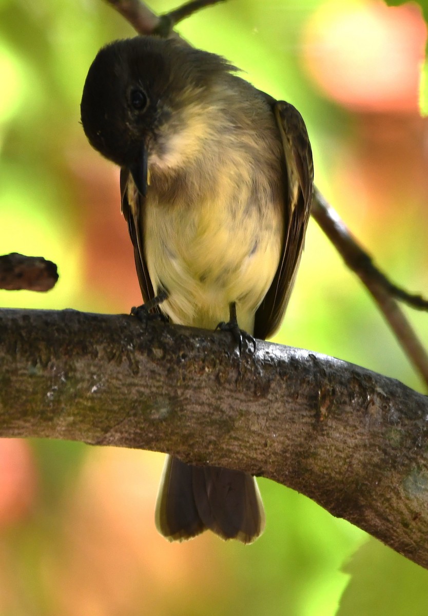 Eastern Phoebe - ML623993971