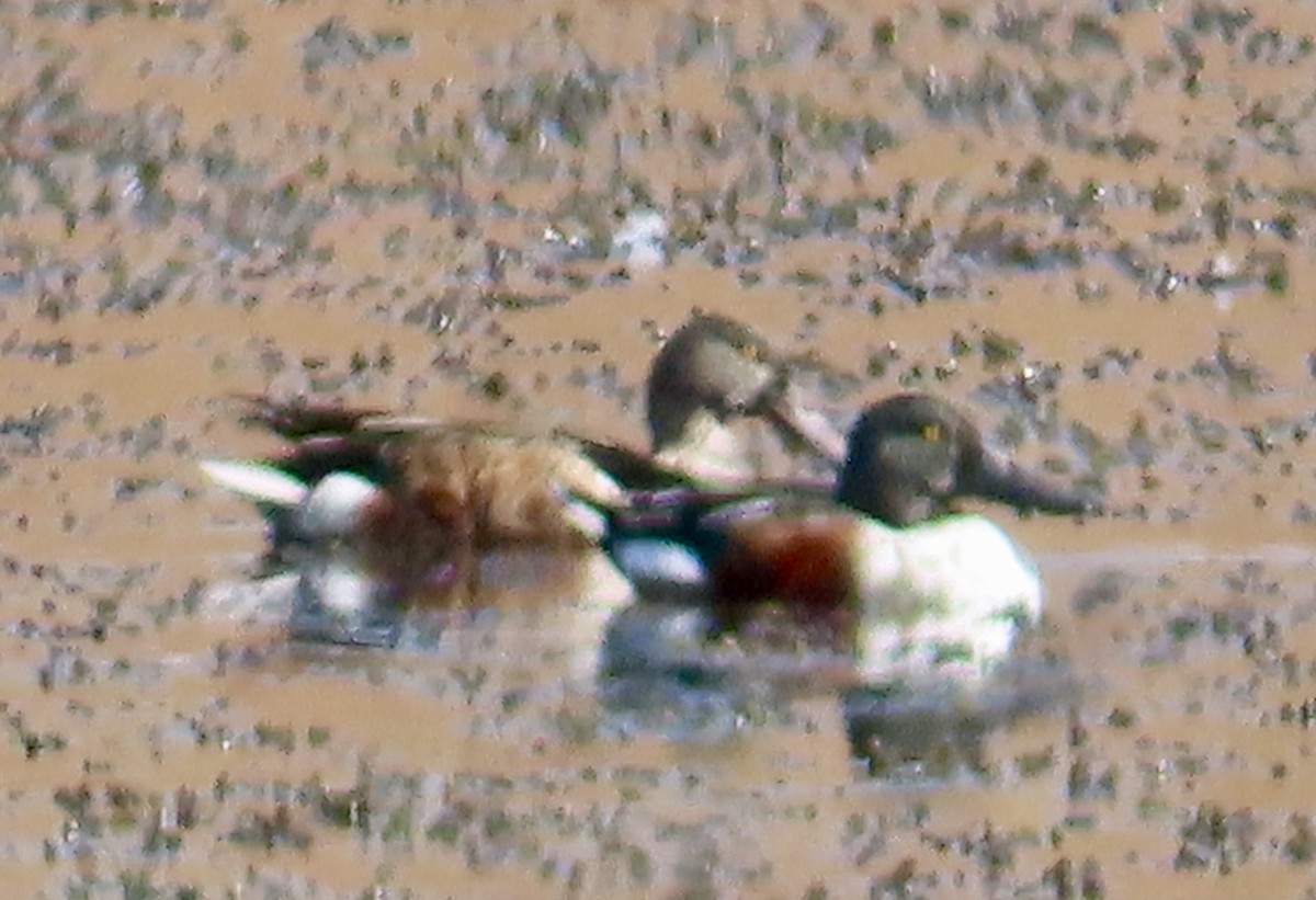 Northern Shoveler - ML623993983