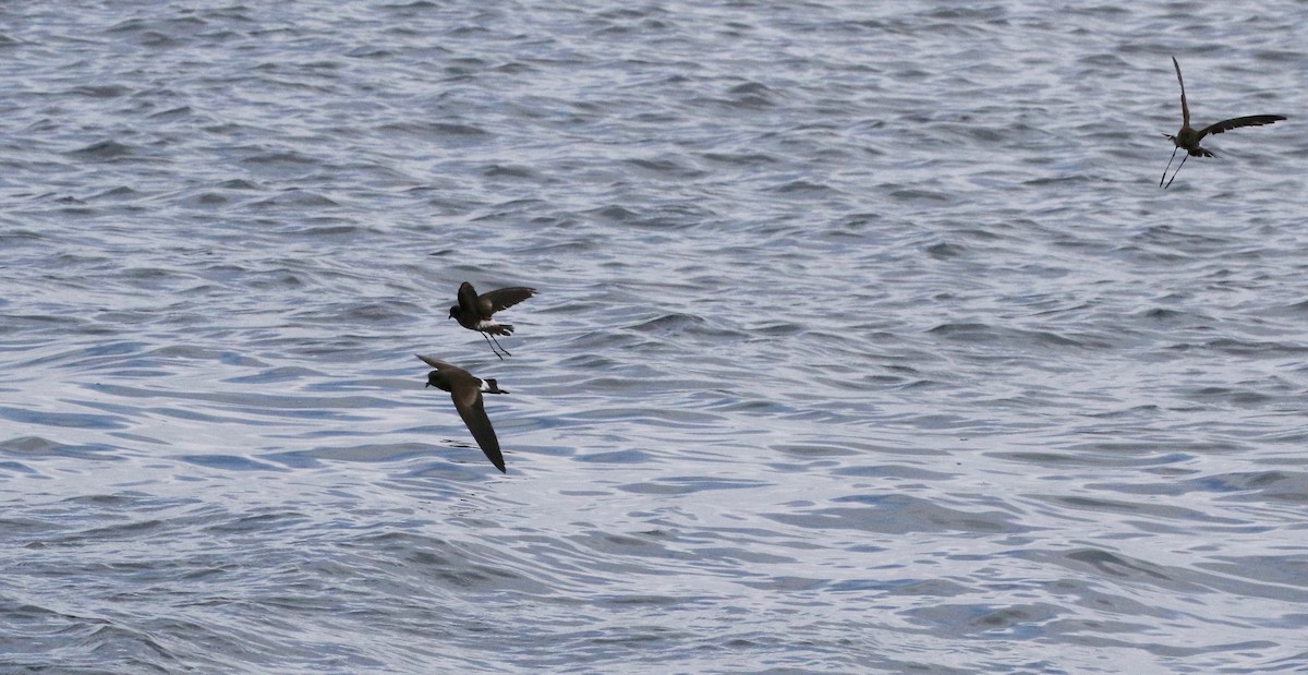 Elliot's Storm-Petrel - ML623994001