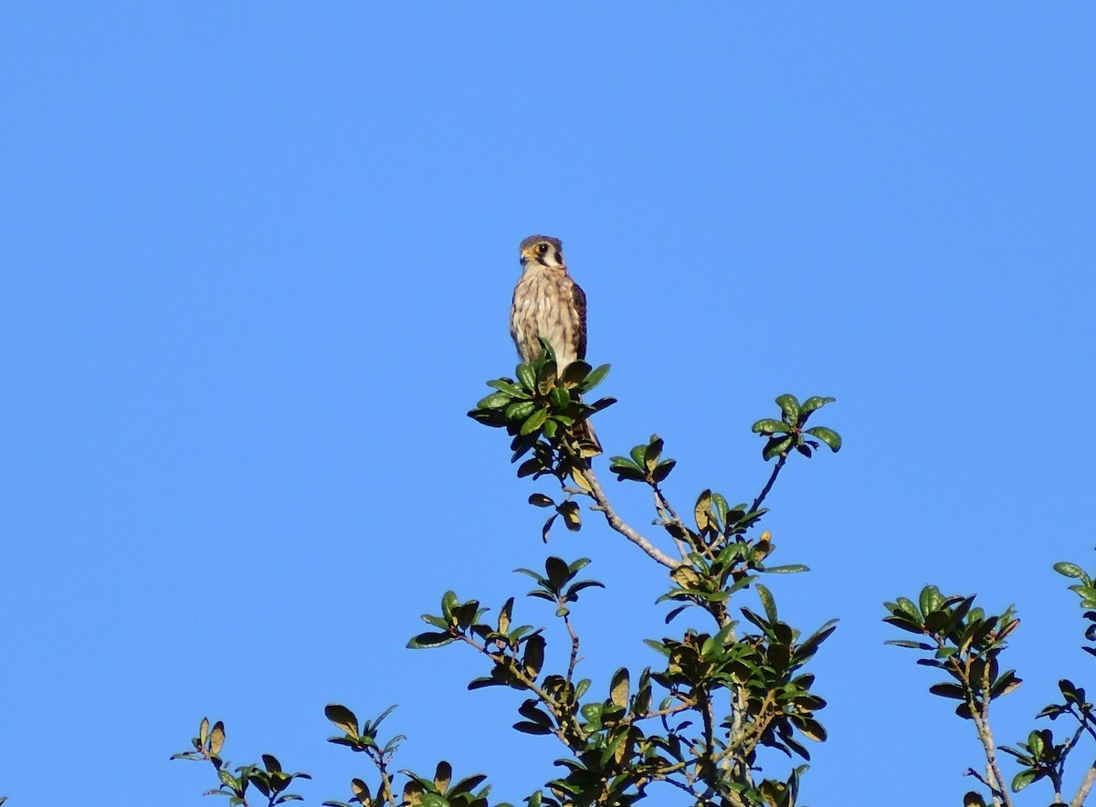 American Kestrel - ML623994005