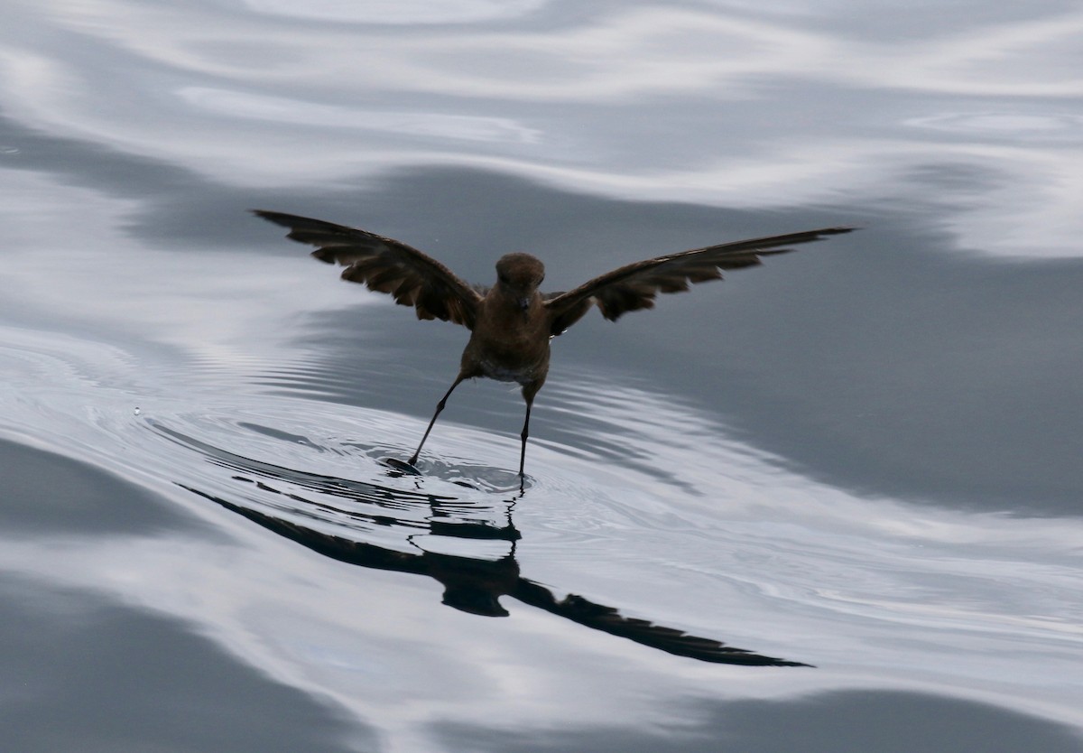 Elliot's Storm-Petrel - ML623994012