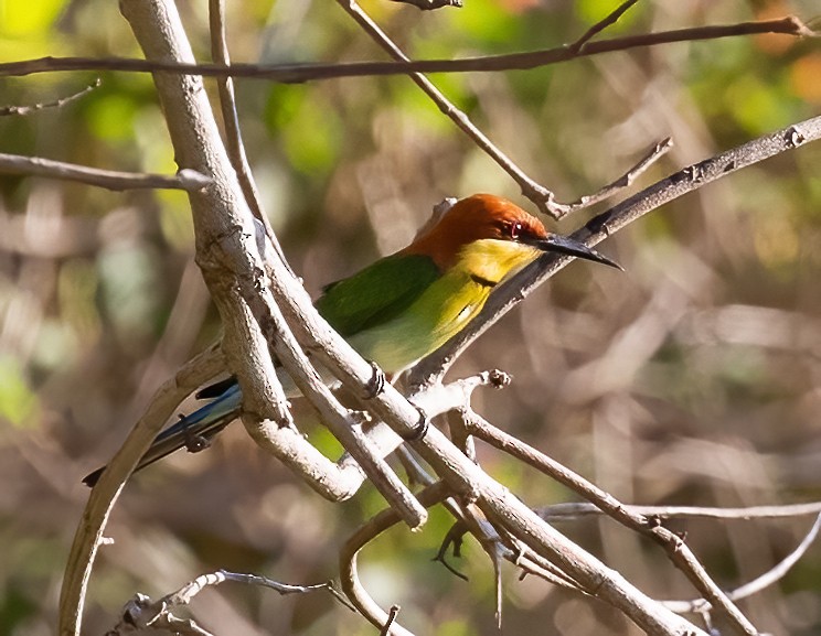 Chestnut-headed Bee-eater - ML623994048