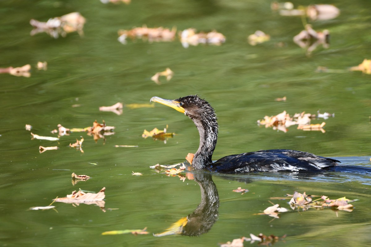 Double-crested Cormorant - ML623994050