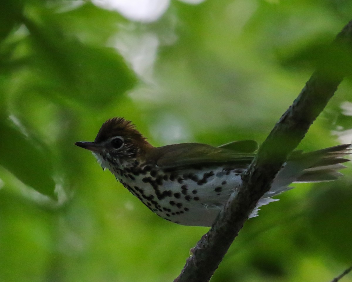 Wood Thrush - David Kirschke