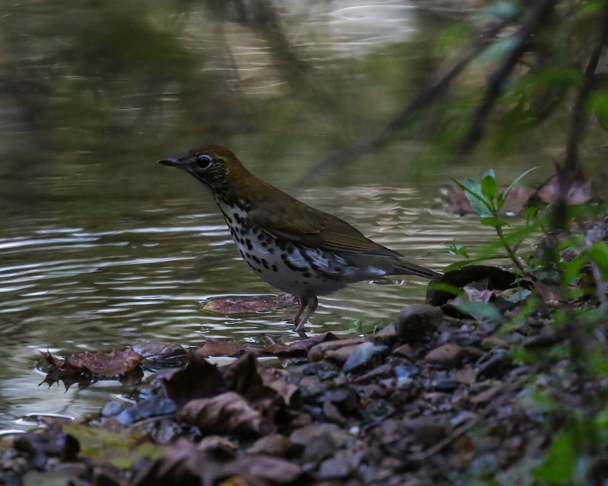 Wood Thrush - ML623994081