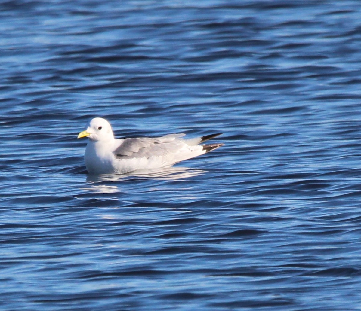 Black-legged Kittiwake - Don Cassidy