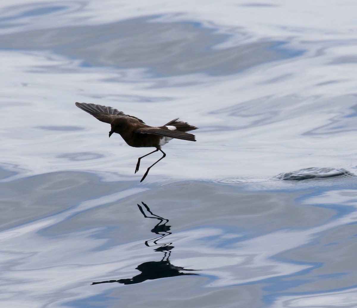 Elliot's Storm-Petrel - ML623994102