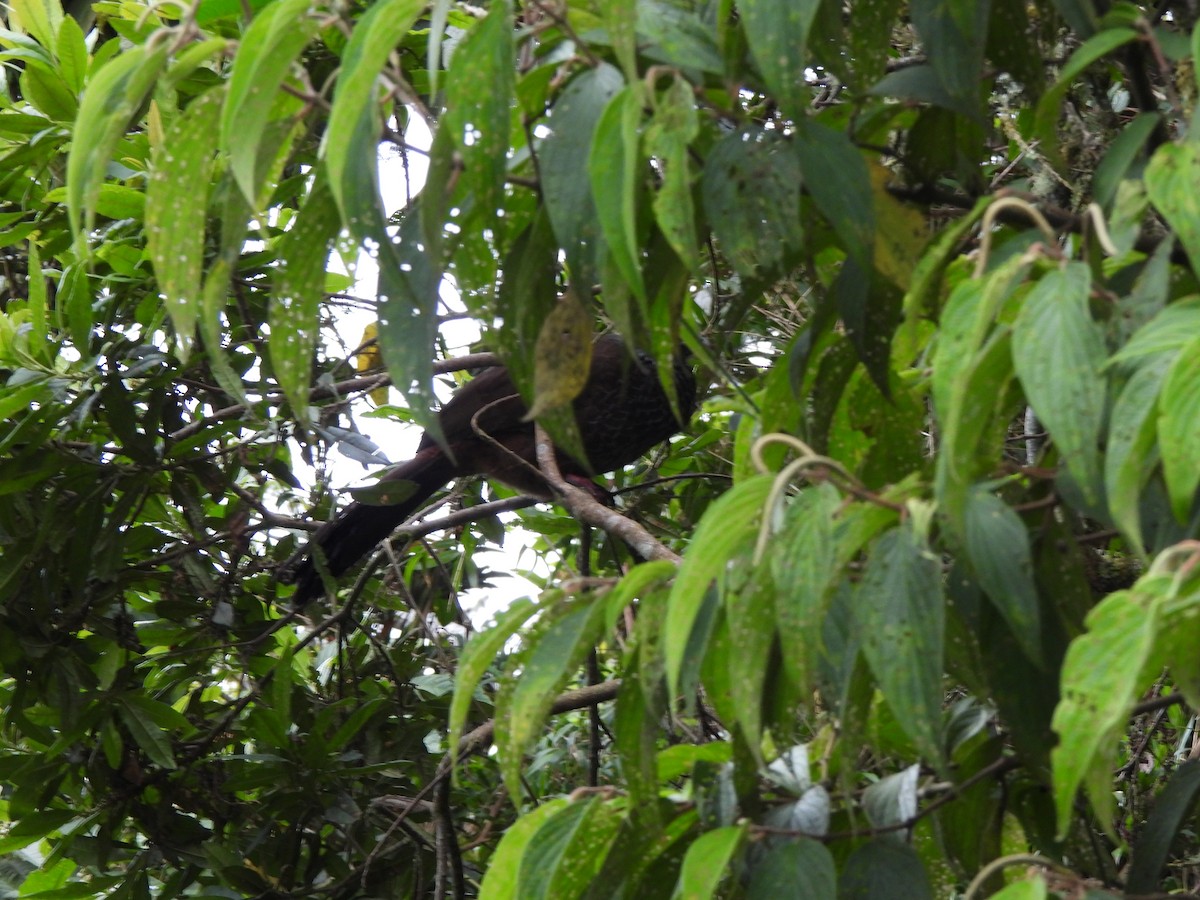 Andean Guan - ML623994115