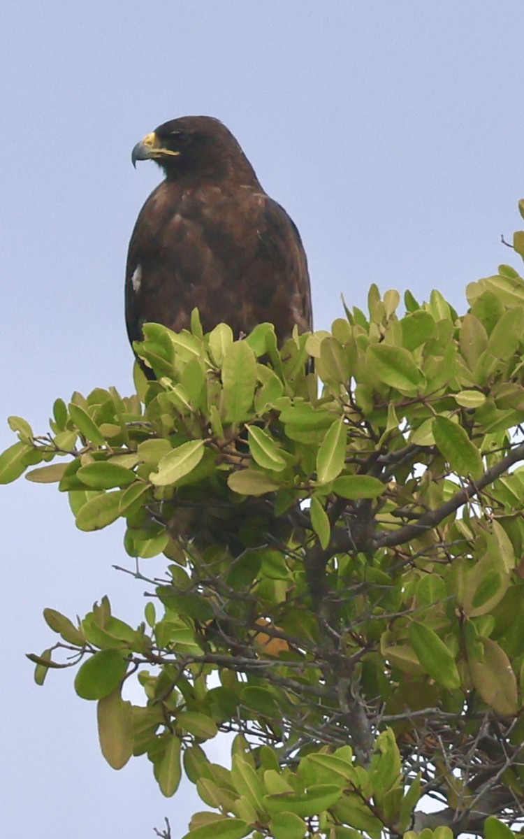 Galapagos Hawk - ML623994116