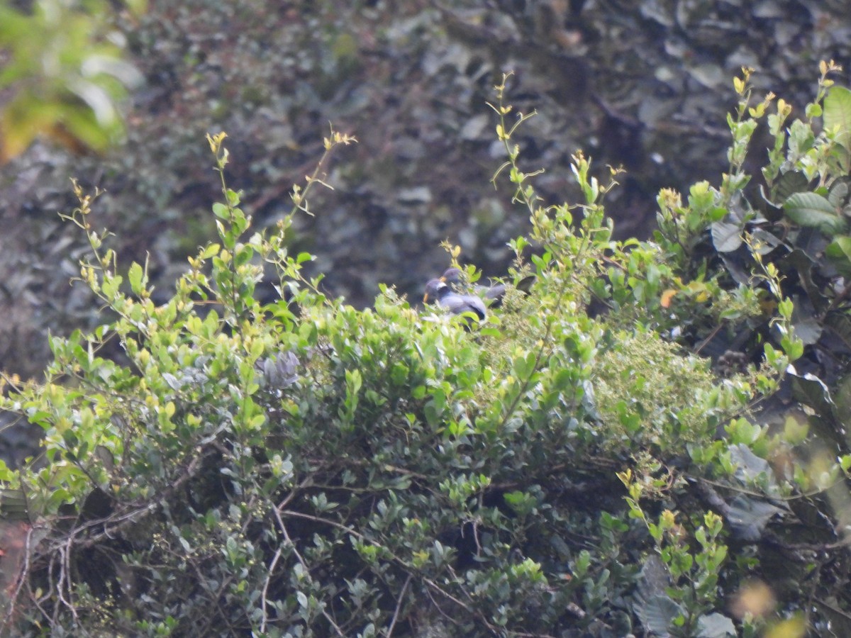 Band-tailed Pigeon (White-necked) - Wilson Ortega