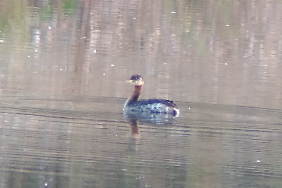 Red-necked Grebe - ML623994126