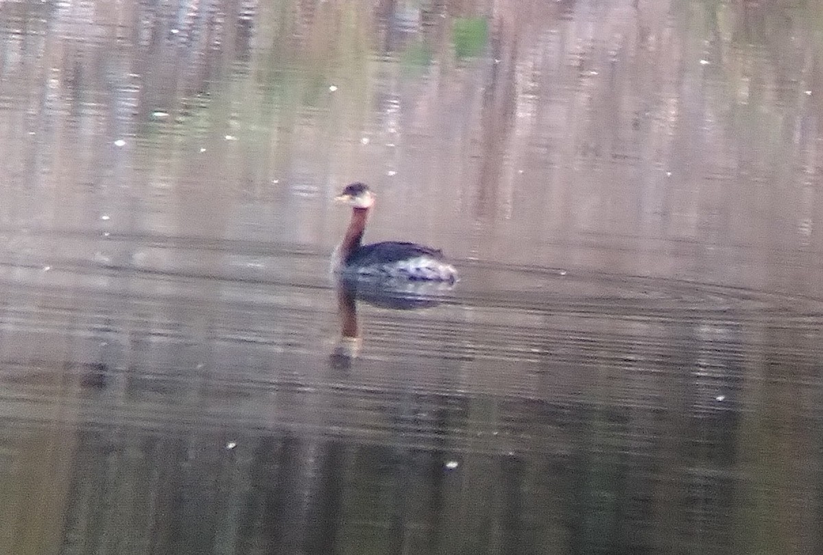 Red-necked Grebe - ML623994129