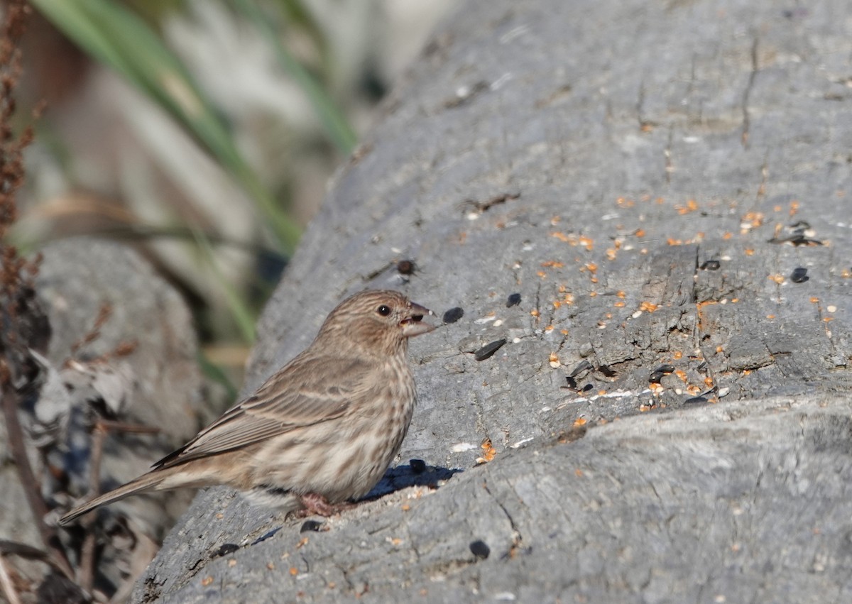 House Finch - ML623994133