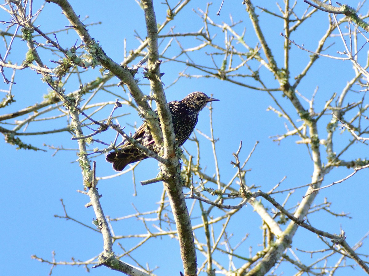 European Starling - Vicki Bachner