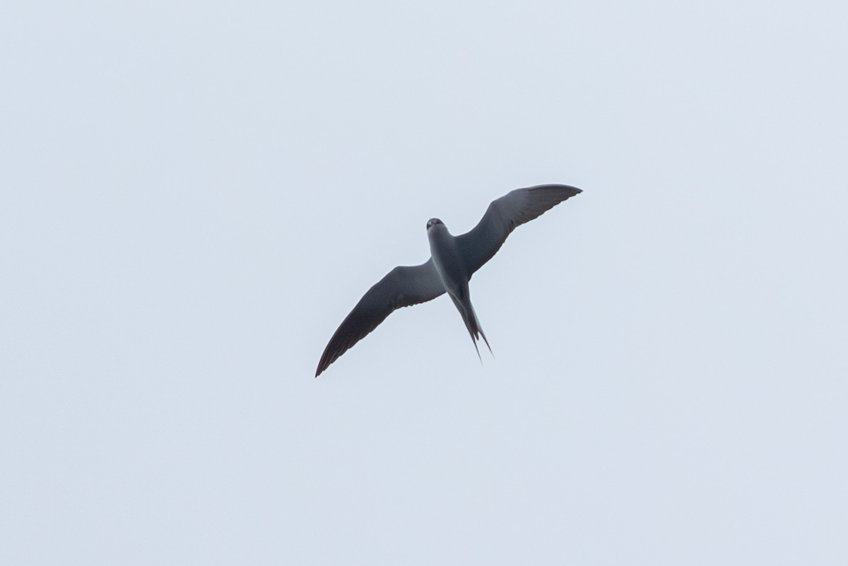 Sooty Tern - ML623994140