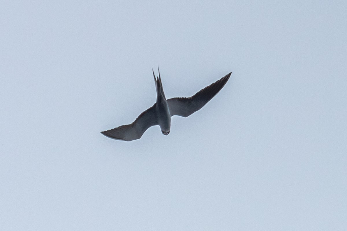 Sooty Tern - ML623994141