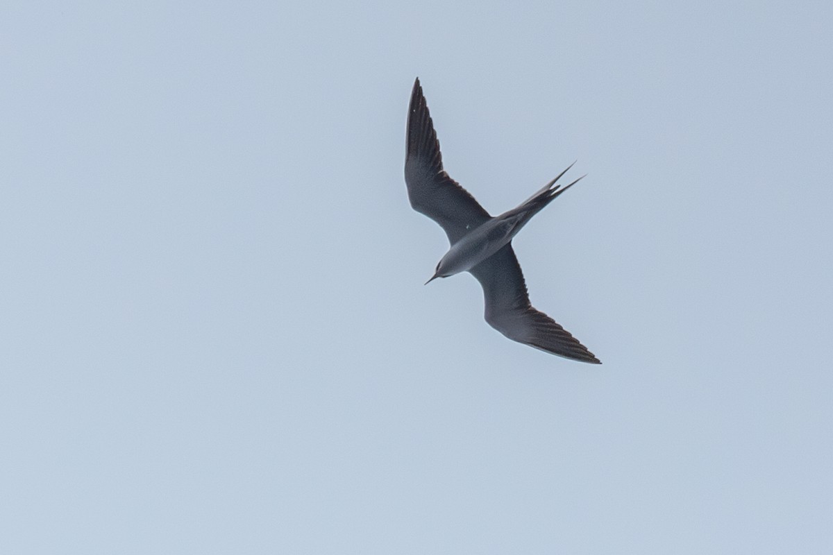 Sooty Tern - ML623994142