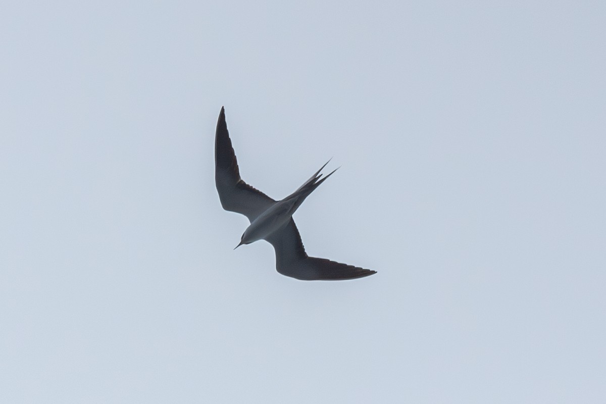 Sooty Tern - Mark Maddock