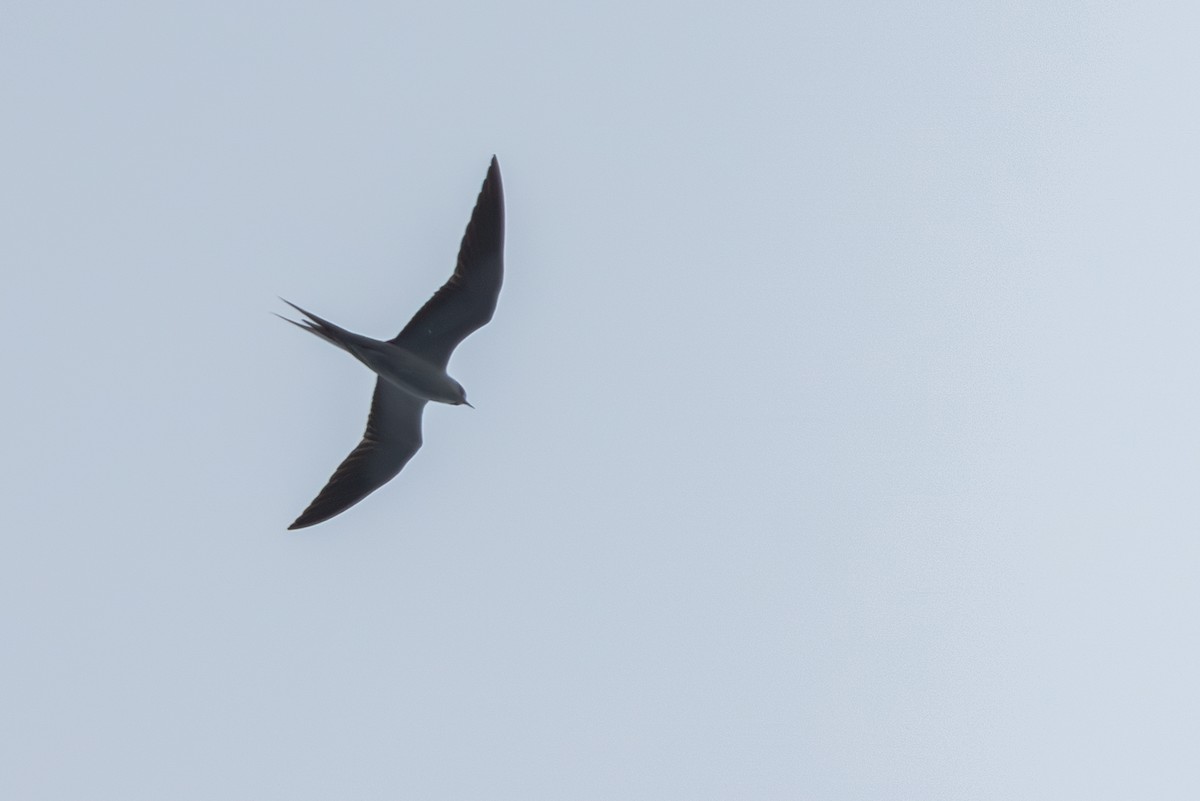 Sooty Tern - ML623994144