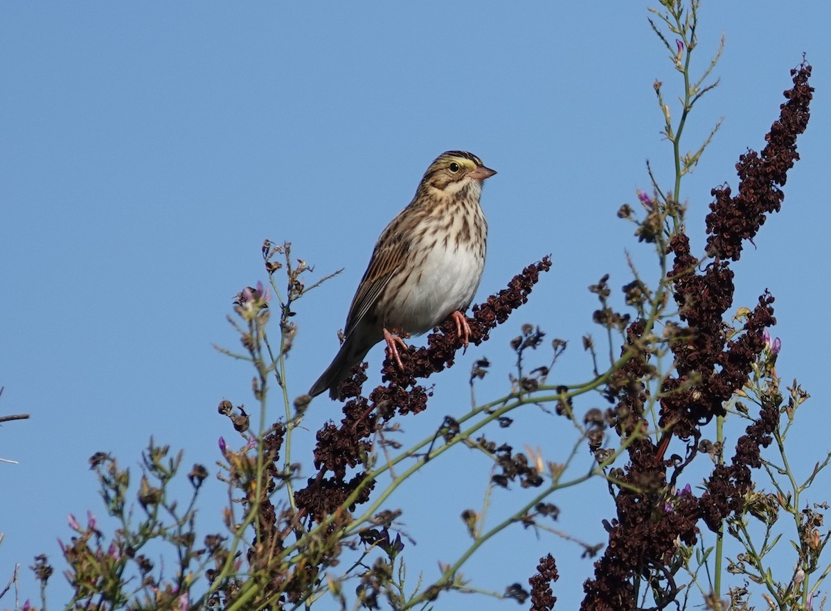 Savannah Sparrow - ML623994165