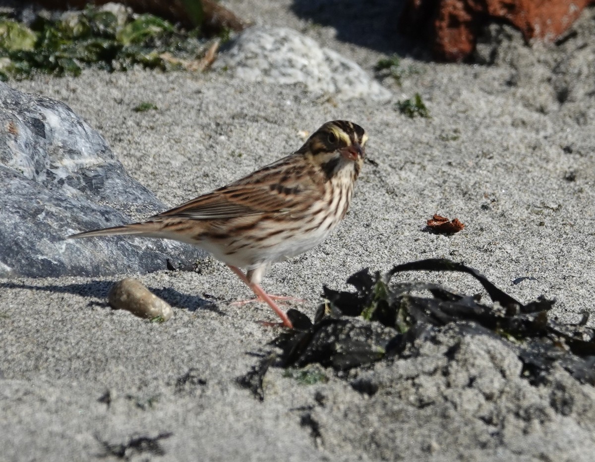 Savannah Sparrow - ML623994170