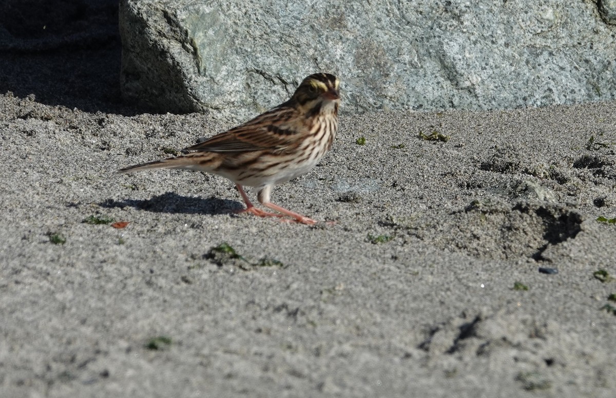 Savannah Sparrow - ML623994173