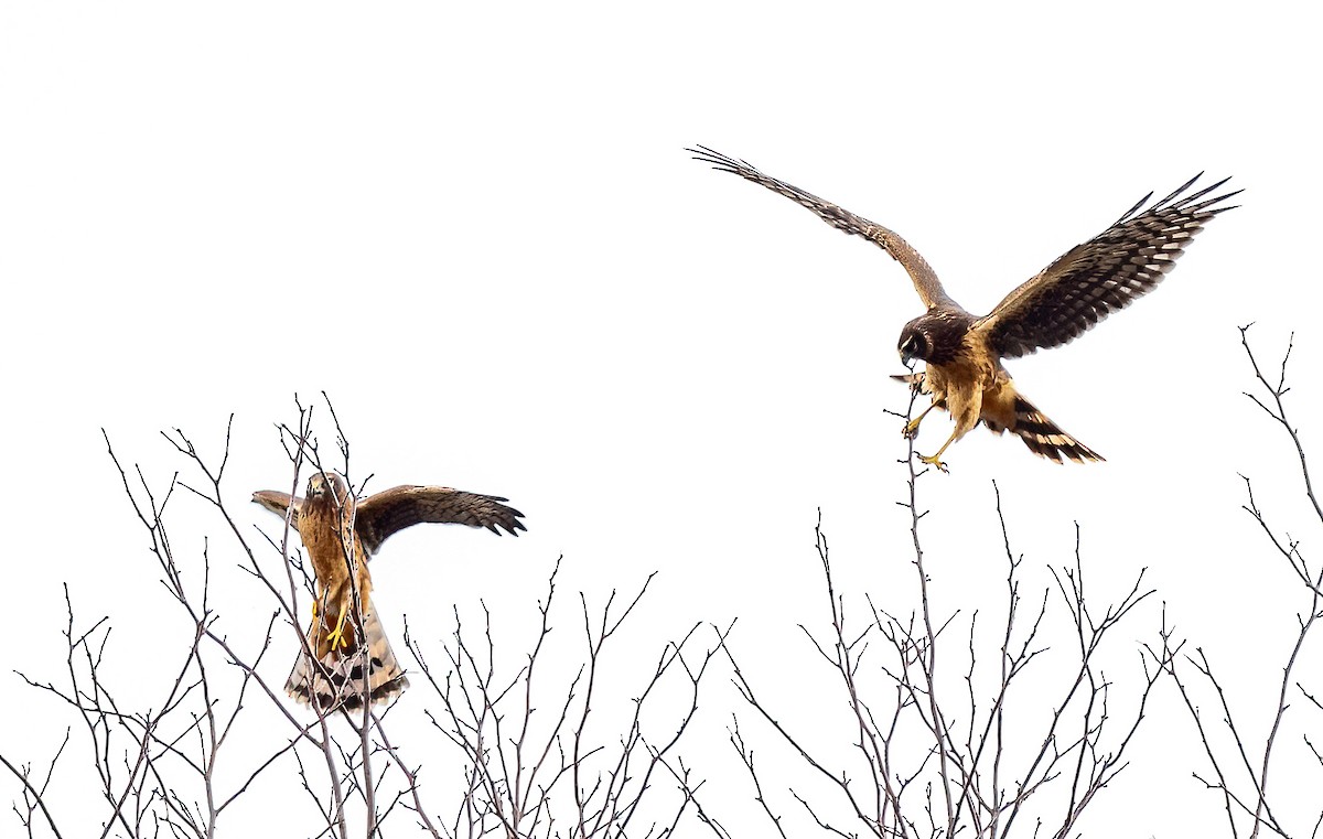 Northern Harrier - Linda Sullivan