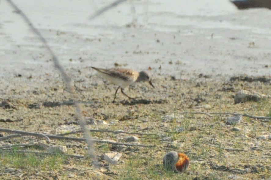 White-rumped Sandpiper - ML623994200