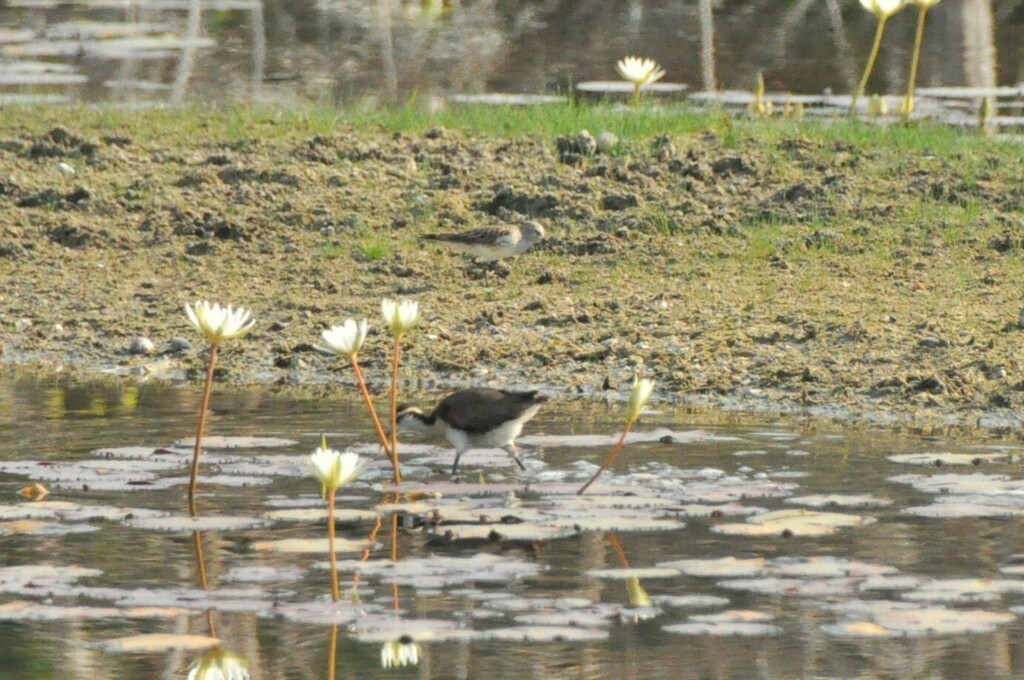 White-rumped Sandpiper - ML623994207