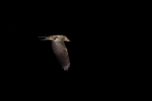 pewee sp. (Contopus sp.) - ML623994223