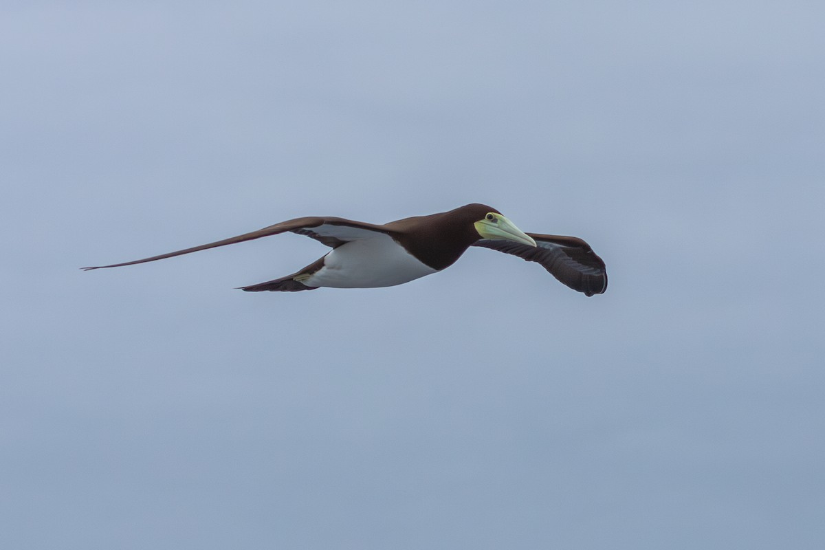 Brown Booby (Forster's) - ML623994240