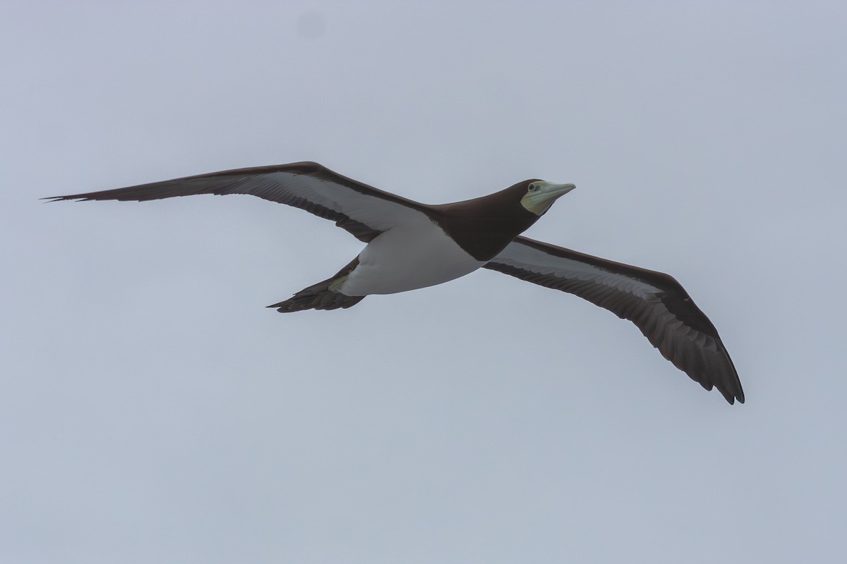 Brown Booby (Forster's) - ML623994241