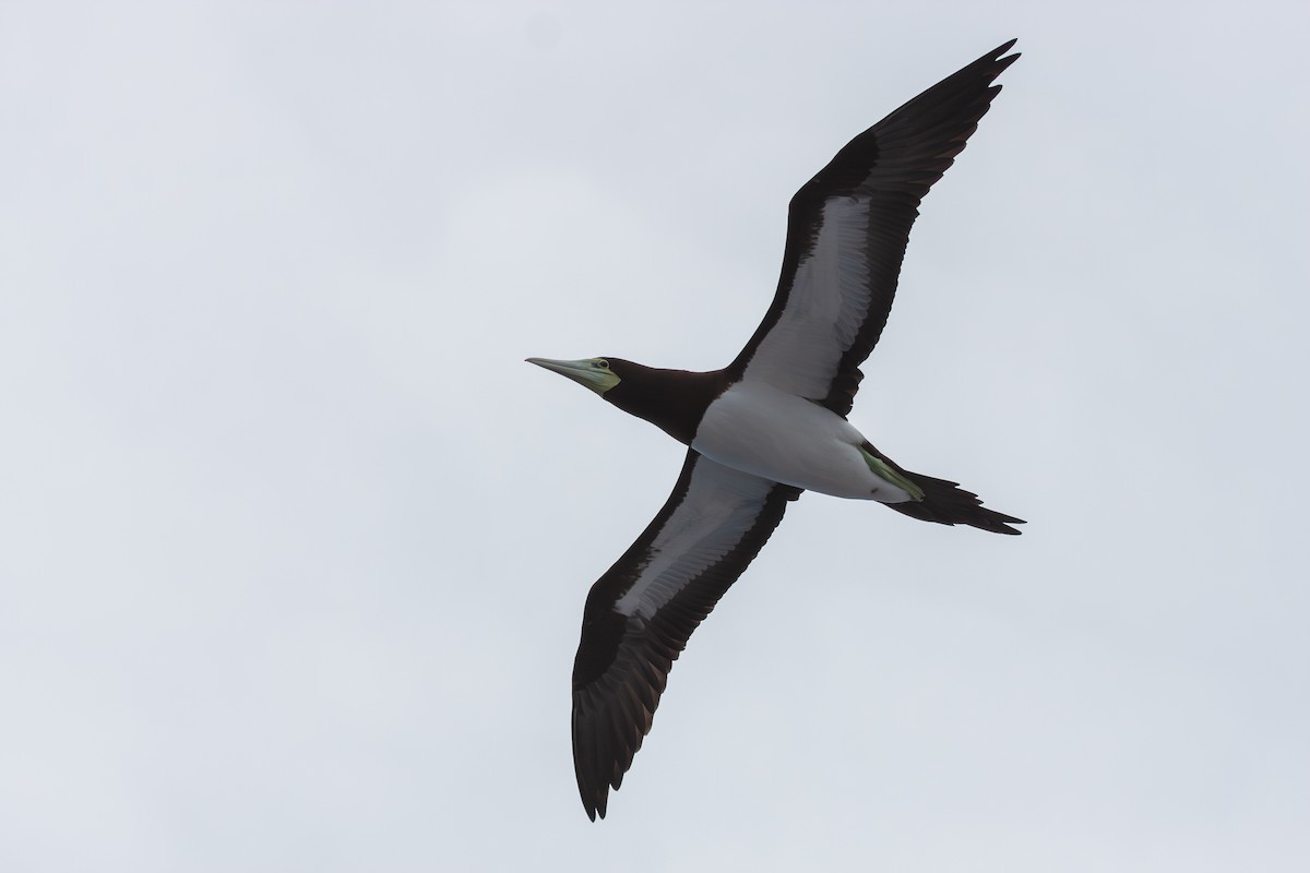 Brown Booby (Forster's) - ML623994242