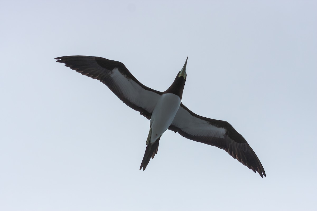 Brown Booby (Forster's) - ML623994243