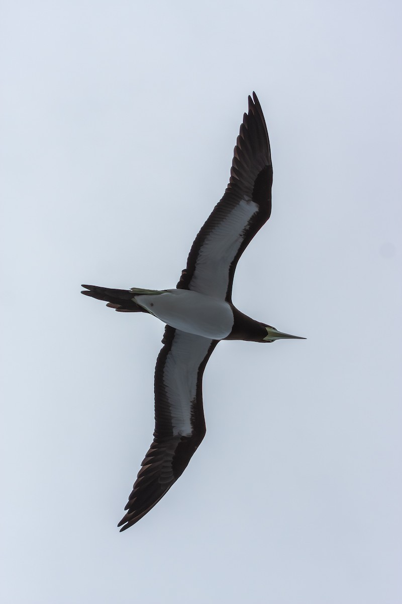 Brown Booby (Forster's) - ML623994244