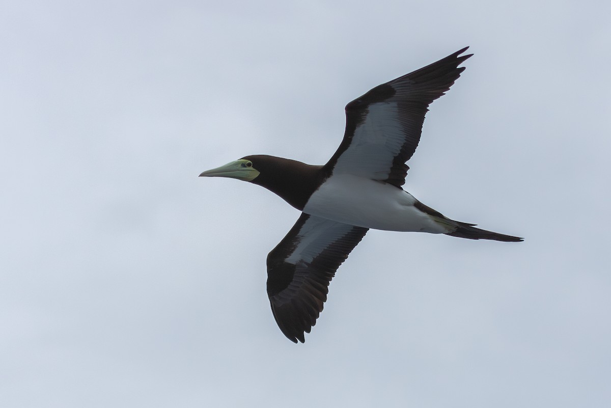 Brown Booby (Forster's) - ML623994245