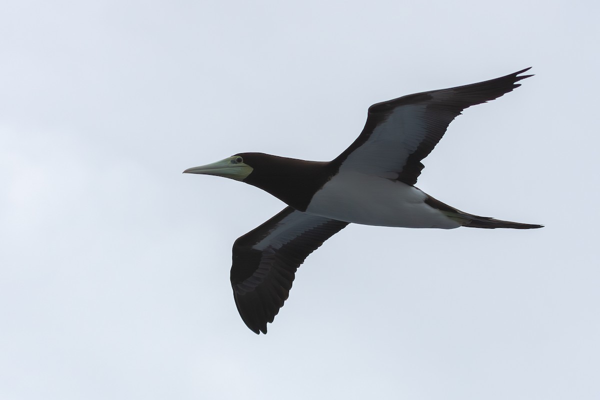 Brown Booby (Forster's) - ML623994246