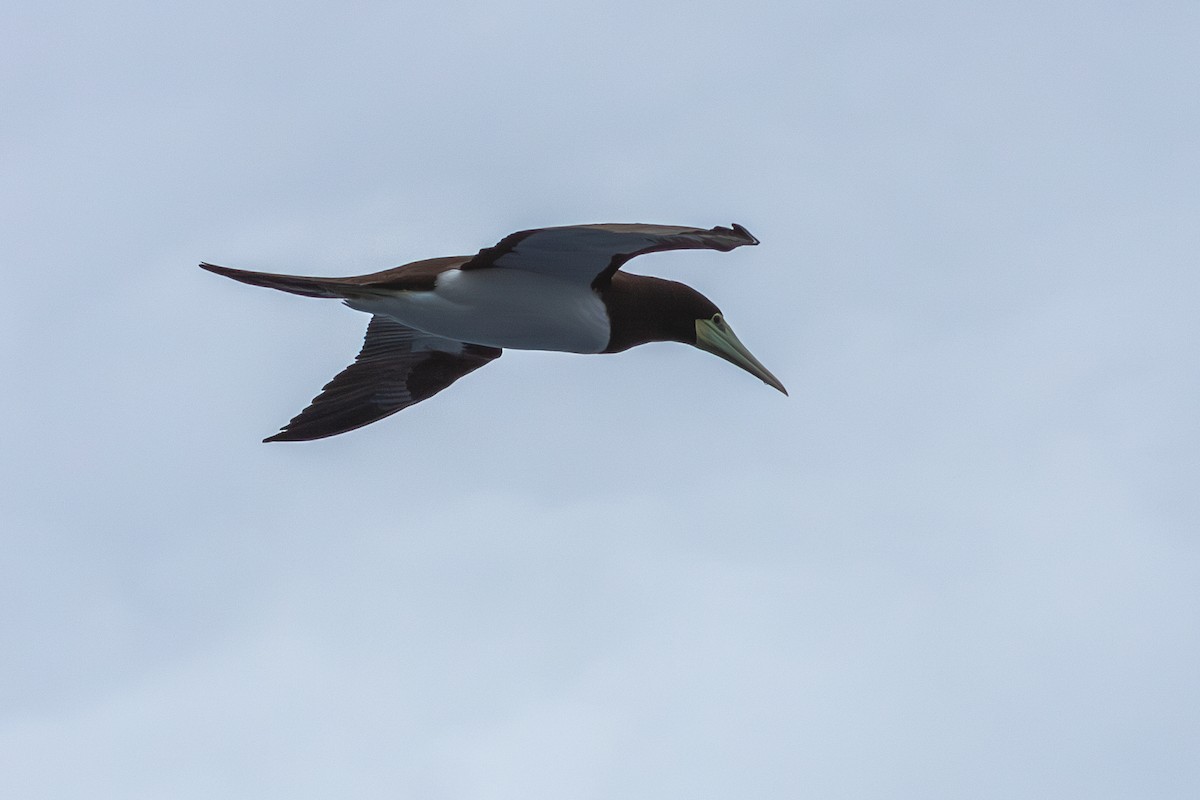 Brown Booby (Forster's) - ML623994247